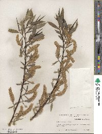 Salix lucida subsp. lasiandra image