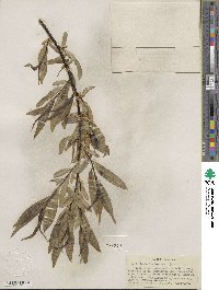 Salix lucida subsp. lasiandra image