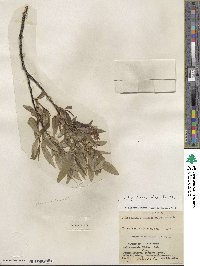 Salix lucida subsp. lasiandra image