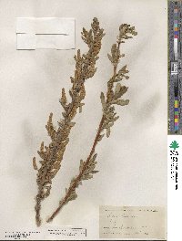 Salix lucida subsp. lasiandra image