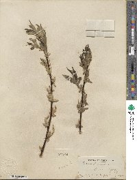 Salix lucida subsp. lasiandra image