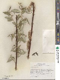 Salix lucida subsp. lasiandra image