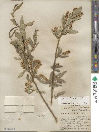 Salix lucida image