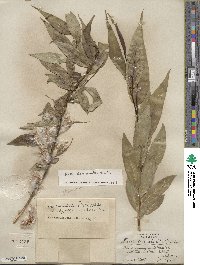 Salix lucida subsp. lasiandra image