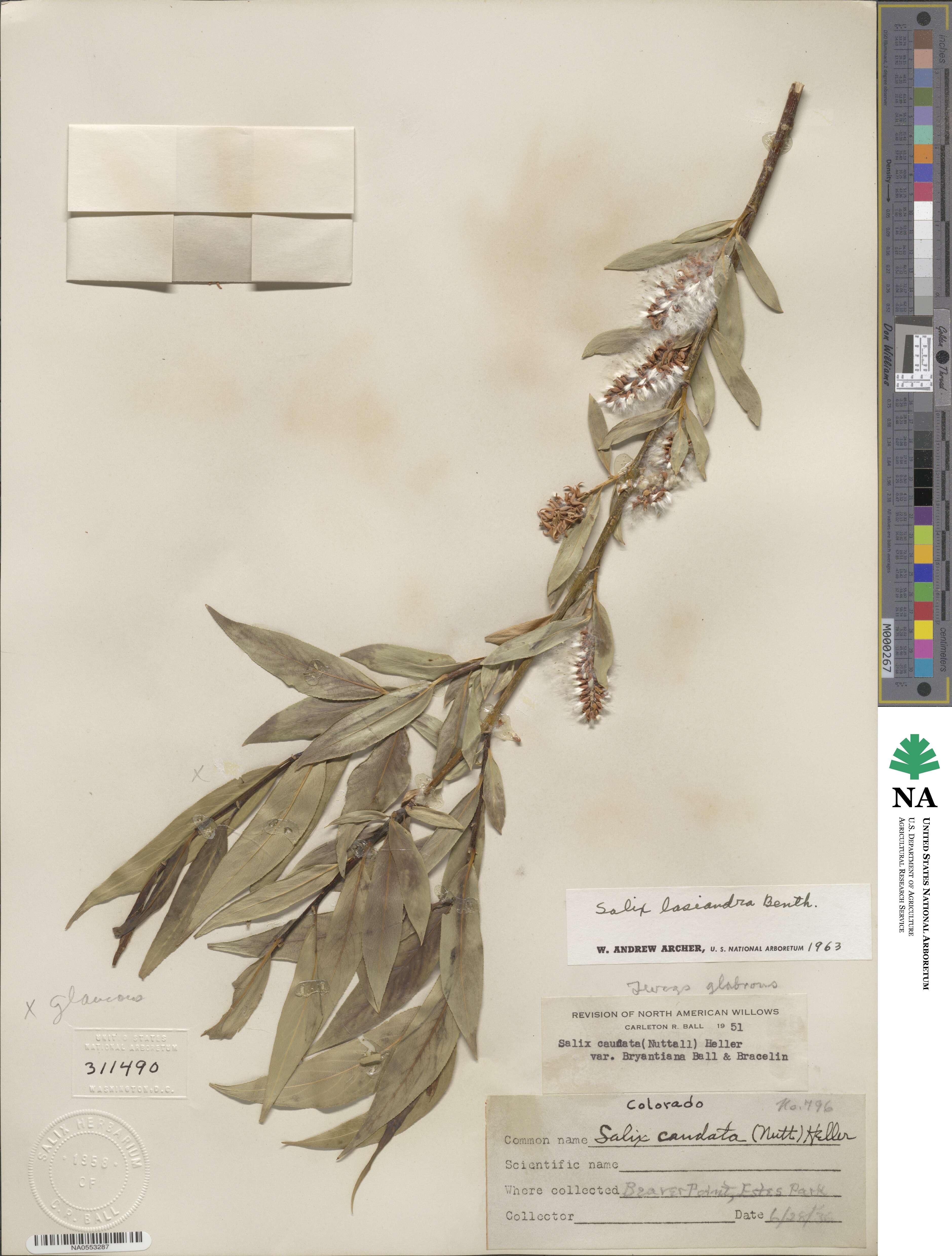 Salix lucida subsp. lasiandra image