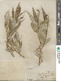 Salix lucida image