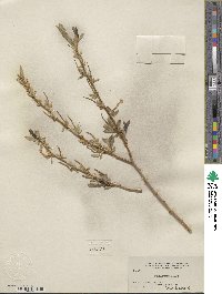 Salix lucida subsp. lasiandra image