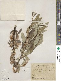 Salix lucida subsp. lasiandra image