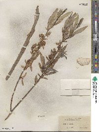 Salix lucida image