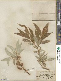 Salix lucida image