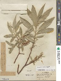 Salix lucida subsp. lasiandra image