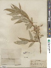 Salix lucida subsp. lasiandra image