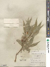 Salix lucida subsp. lasiandra image