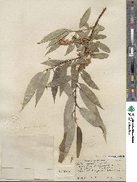 Salix lucida subsp. lasiandra image