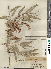 Salix lucida subsp. lasiandra image