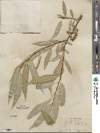Salix lucida subsp. lasiandra image