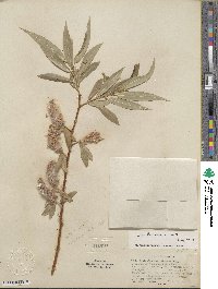 Salix lucida subsp. lasiandra image