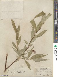 Salix lucida subsp. lasiandra image