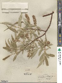 Salix lucida subsp. lasiandra image