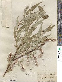 Salix lucida subsp. lasiandra image