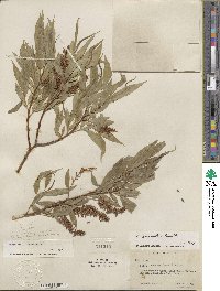 Salix lucida subsp. lasiandra image