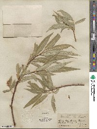 Salix lucida subsp. lasiandra image