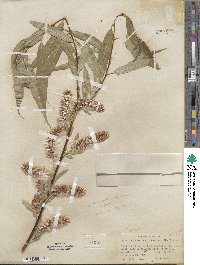 Salix lucida subsp. lasiandra image
