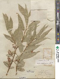 Salix lucida subsp. lasiandra image