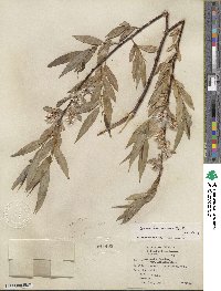 Salix lucida subsp. lasiandra image