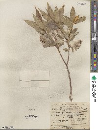 Salix lucida subsp. lasiandra image