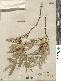 Salix lucida subsp. lasiandra image