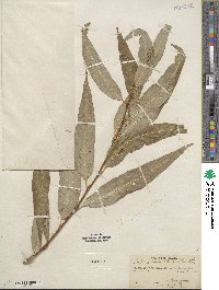 Salix lucida subsp. lasiandra image