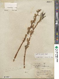 Salix lucida subsp. lasiandra image