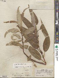 Salix lucida subsp. lasiandra image