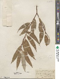 Salix lucida subsp. lasiandra image