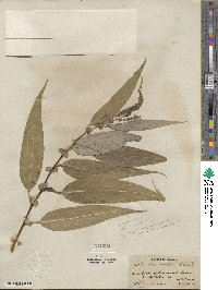 Salix lucida subsp. lasiandra image