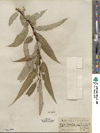 Salix lucida subsp. lasiandra image