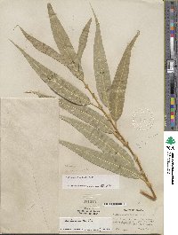 Salix lucida subsp. lasiandra image