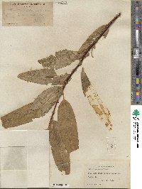 Salix lucida subsp. lasiandra image