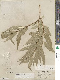 Salix lucida subsp. lasiandra image