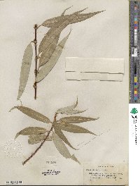 Salix lucida subsp. lasiandra image