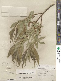 Salix lucida subsp. lasiandra image