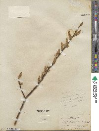 Salix lucida subsp. lasiandra image