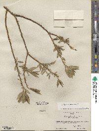 Salix lucida subsp. lasiandra image