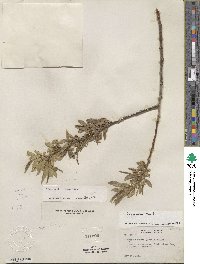 Salix lucida image