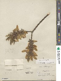 Salix lucida subsp. lasiandra image