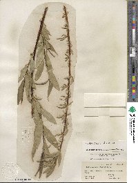 Salix lucida subsp. lasiandra image