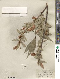 Salix lucida subsp. lasiandra image