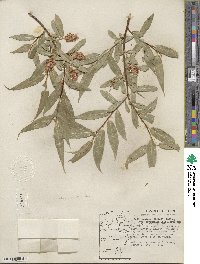 Salix lucida subsp. lasiandra image