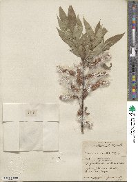 Salix lucida subsp. lasiandra image